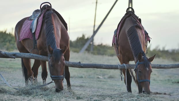 Two saddled horses are eating hay in a field near Belogorsk in Crimea at sunset