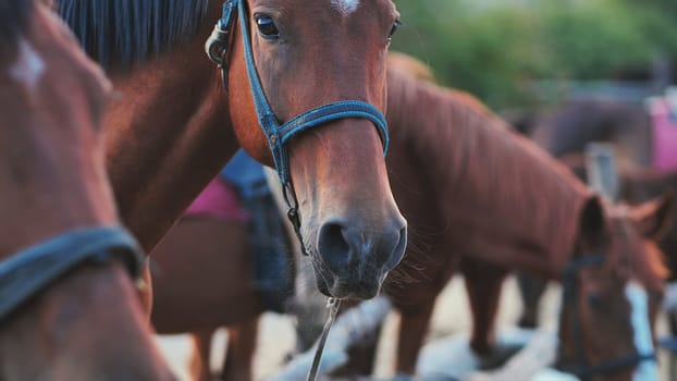 Group of horses wearing halters standing near Belogorsk in Crimea