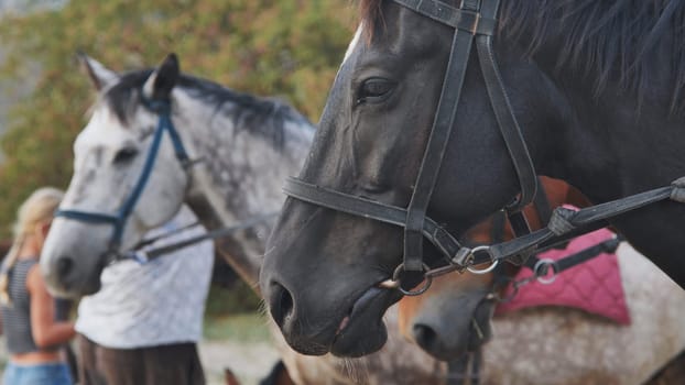 Horses wearing bridles standing near trainers in Crimea near the town of Belogorsk