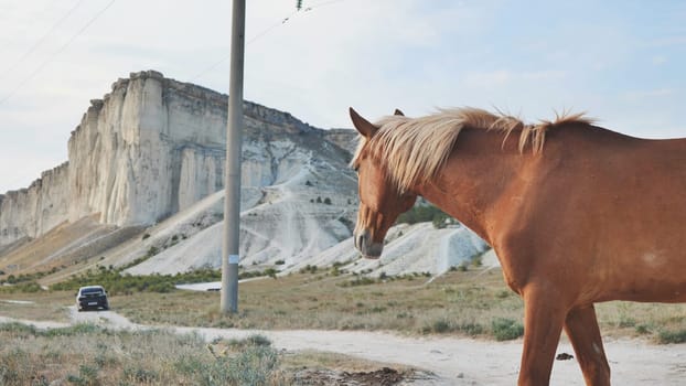 Brown horse walking near White Rock mountain in Crimea, Belogorsk