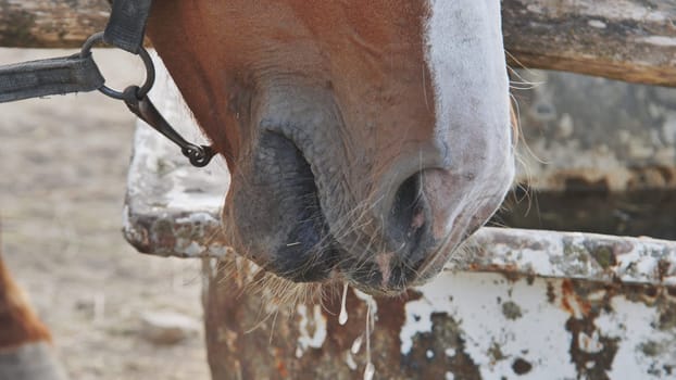 Horse muzzle close-up, drool dripping from its mouth, drinking water from a trough in Crimea near Belogorsk