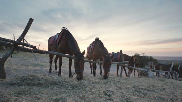 Group of horses with saddles eating hay near a wooden fence in Crimea at sunset