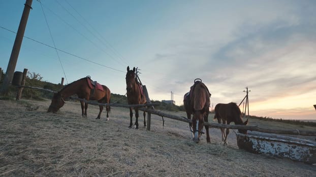 Group of horses grazing in a field near Belogorsk, Crimea, during a beautiful sunset