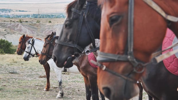 Group of horses wearing bridles standing together in the dry landscape of Crimea, near the town of Belogorsk