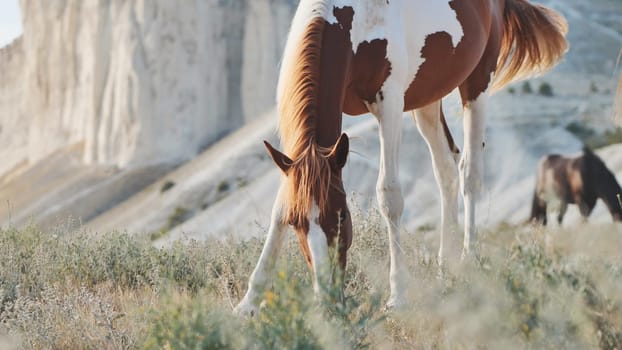 Wild pinto horse grazing in the mountains of Crimea, near the town of Belogorsk