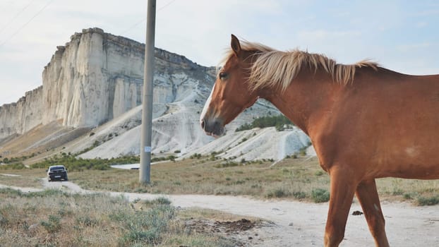 Brown horse trotting along dusty road near white rock limestone formation, car passing in background, crimea landscape