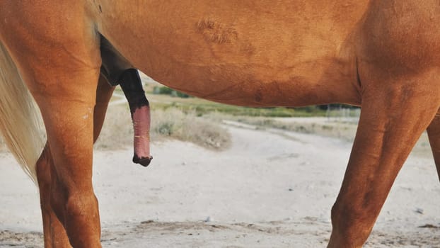 Close up of a chestnut stallion displaying reproductive anatomy in a rural paddock, highlighting the power and virility of this majestic equine in natural sunlight