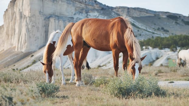 Brown and white horses grazing near the White Rock mountain in Belogorsk, Crimea