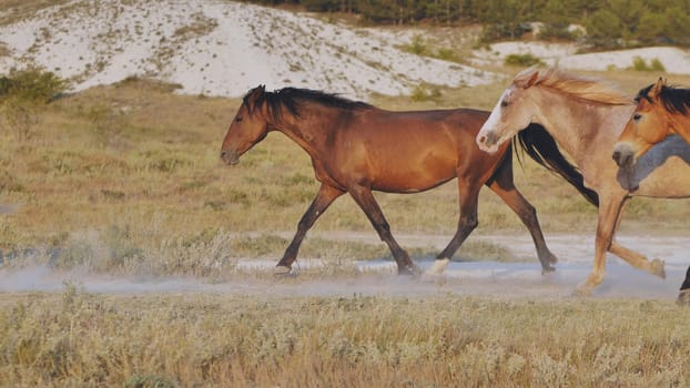 Group of horses running and raising dust near Belogorsk, Crimea