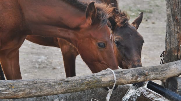 Couple of brown horses drinking fresh water at a concrete trough on a farm in a sunny day