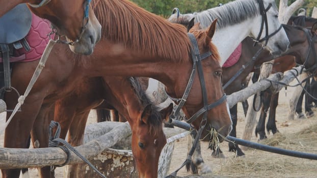 Horses and foals eating hay near a wooden fence in a riding stable near Belogorsk, Crimea