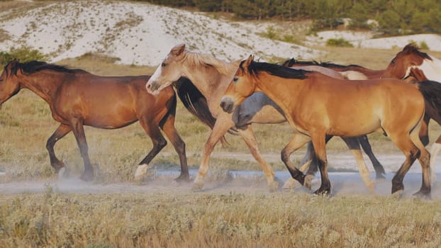 Herd of horses running near Belogorsk in Crimea raising dust at sunset