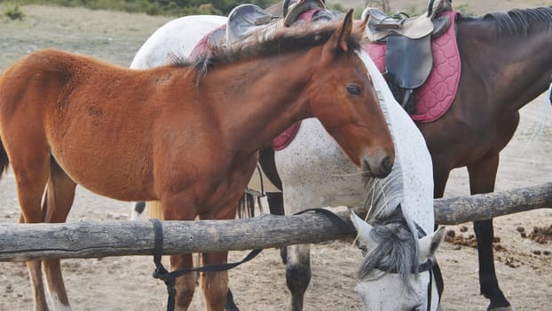 Brown foal standing next to two saddled horses near a wooden fence in the countryside of Crimea, near Belogorsk