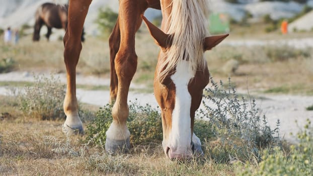 Brown and white horse grazing in the dry fields of Crimea, near the town of Belogorsk