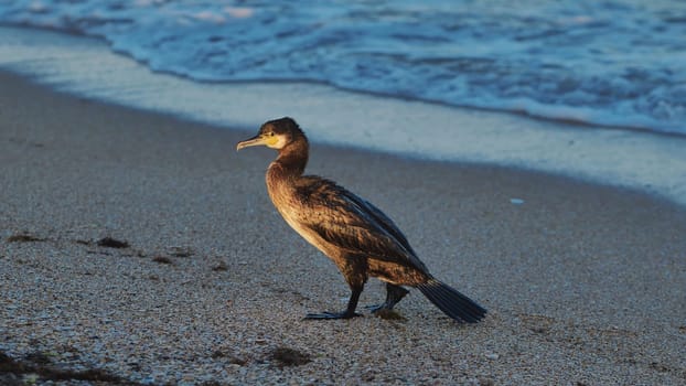 Cormorant is standing on the beach in Crimea, Russia