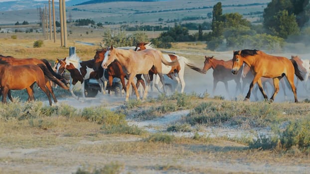 Horses running in the Crimean prairie near Belogorsk, raising a cloud of dust