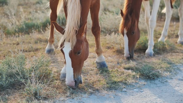 Grazing horses with brown and white coats standing together on sunlit green grassland during tranquil summer afternoon