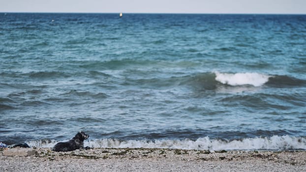 Black dog resting on the pebble beach of Crimea looking at the sea waves