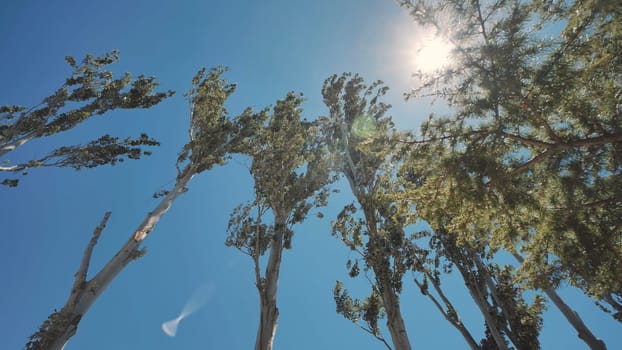 Crimean trees swaying in wind on bright sunny day with blue sky