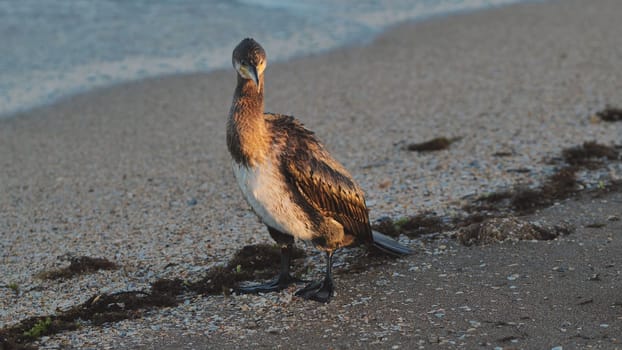 Great cormorant drying its wings on a beach of crimea, black sea, in the golden light of sunrise