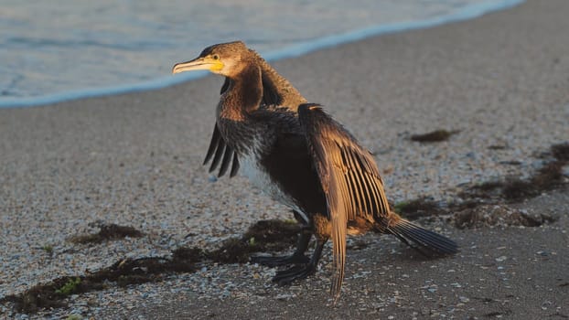 Great cormorant drying its wings on a sandy beach in Crimea at sunset