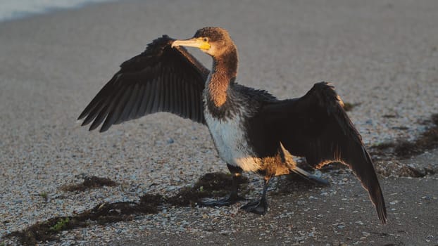 Great cormorant cleaning and rearranging its plumage on a sandy beach in Crimea, illuminated by the warm light of the setting sun