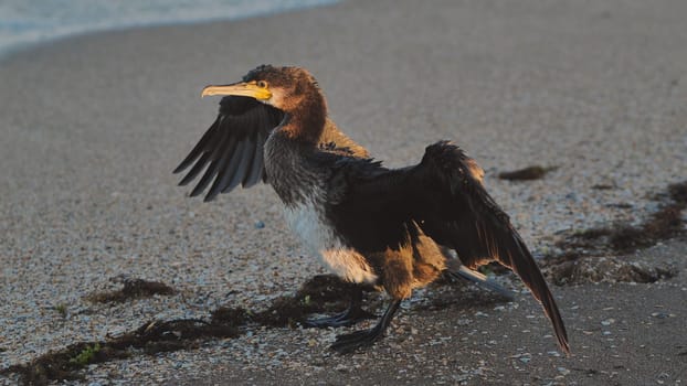 Great cormorant drying its wings on a Crimean beach at sunset