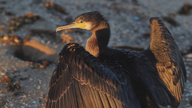 Great cormorant drying its wings on a beach in Crimea at sunset