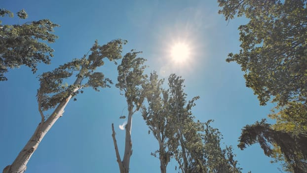 Poplar trees swaying in the wind under a shining sun against a clear blue sky in Crimea