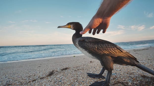 Biologist stroking a great cormorant on the beach in Crimea, Russia