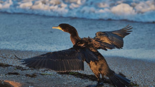 Great cormorant drying its wings on Crimean beach at golden hour