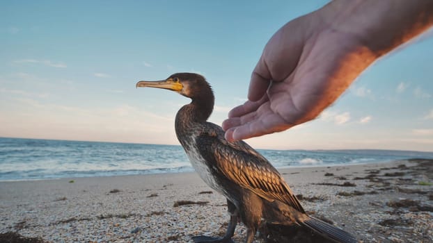Great cormorant standing on the beach in Crimea during a beautiful sunset, with a hand caressing its feathers