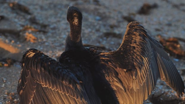 Great cormorant drying its wings on a pebble beach of Crimea, Russia