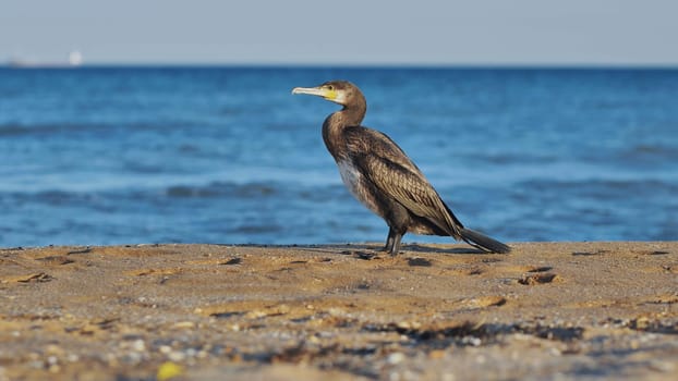 Great cormorant standing on a sandy beach in Crimea, facing the calm blue sea in the background