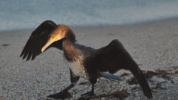 Great cormorant partially opening its wings on a pebble beach in Crimea