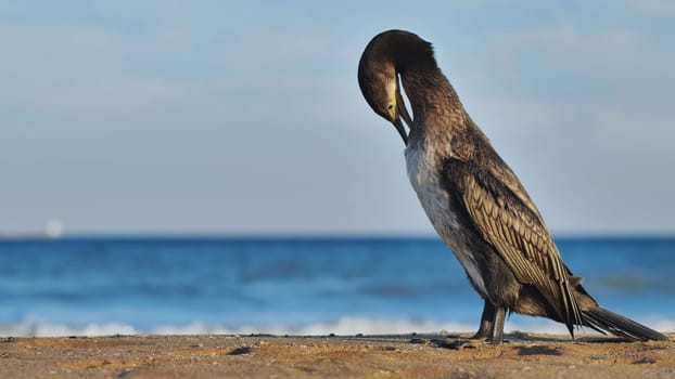 Cormorant resting on a sandy beach, gazing at the waves of the black sea in crimea, with a blurred ship visible in the distance