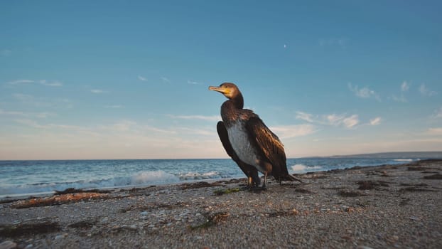 Great cormorant standing on the beach of the black sea in crimea, russia, with clear sky and moon in the background