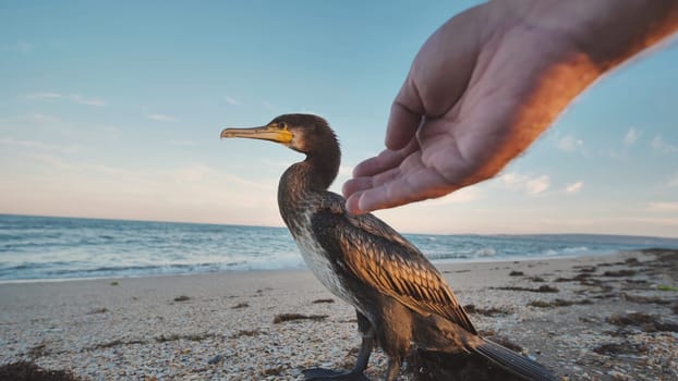 Great cormorant standing on the beach in Crimea with hand hovering over it near the sea at sunset