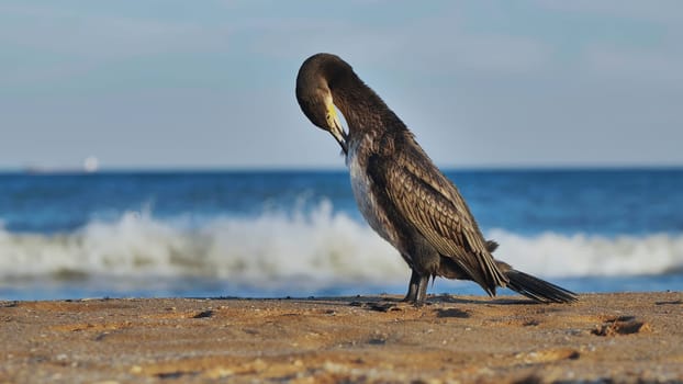 Cormorant perching near shoreline, dark waters of black sea washing sandy coast in crimean landscape