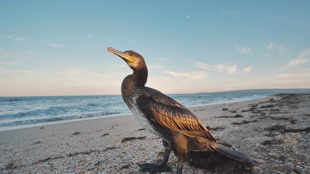 Great cormorant standing on the beach of the Crimean peninsula, enjoying the sunset and the sound of the waves