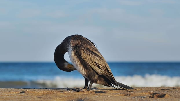 Great cormorant cleaning its feathers on a beach with the black sea in the background, in crimea