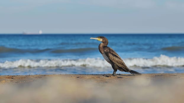 Cormorant standing on a sandy beach in crimea, with waves crashing in the background and a ship sailing on the horizon
