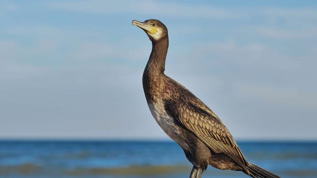 Great cormorant standing on crimean seashore looking at the sea on sunny day