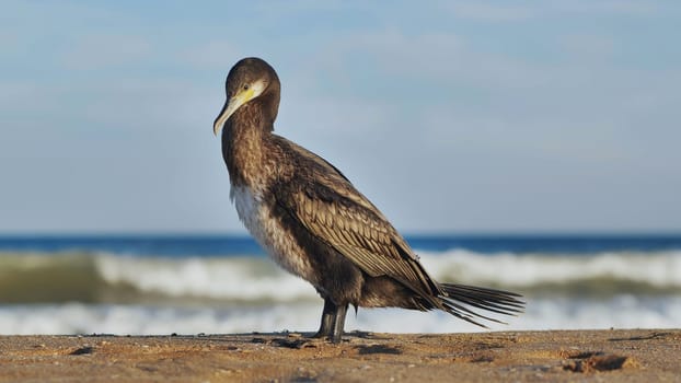 Great cormorant standing on Crimean beach with blue sea and waves in background
