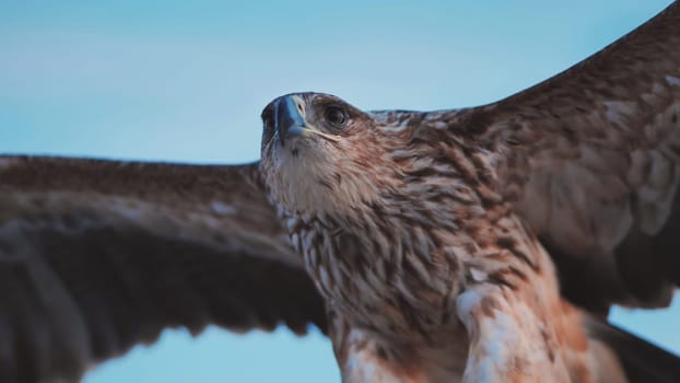 Majestic imperial eagle soaring through the Crimean sky, displaying its impressive wingspan