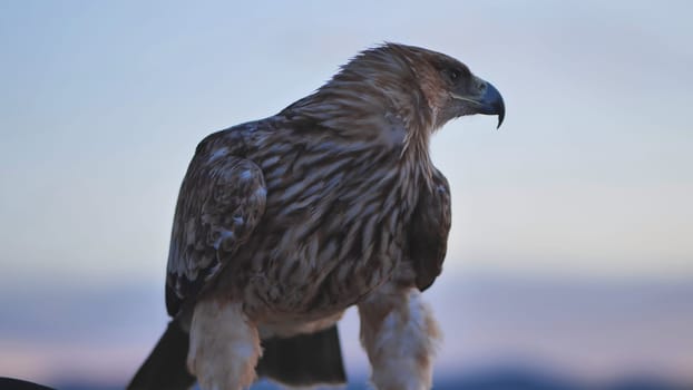 Majestic imperial eagle resting on falconer's glove with blurred crimean landscape in background at sunset