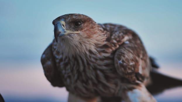 Close-up of an imperial eagle posing during a golden hour sunset in Crimea, with a blurred background