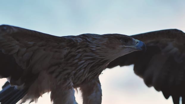 Close-up of an imperial eagle extending its impressive wings, showcasing its power and beauty against the backdrop of the Crimean sky