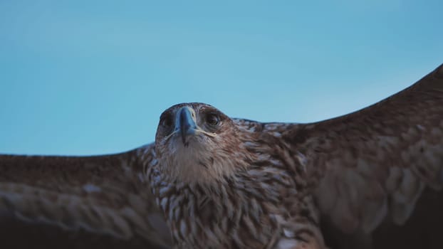 Majestic imperial eagle soaring in the Crimean sky, displaying its impressive wingspan and intricate plumage