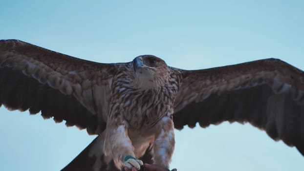 Majestic imperial eagle landing on falconer's glove against blue sky in Crimea